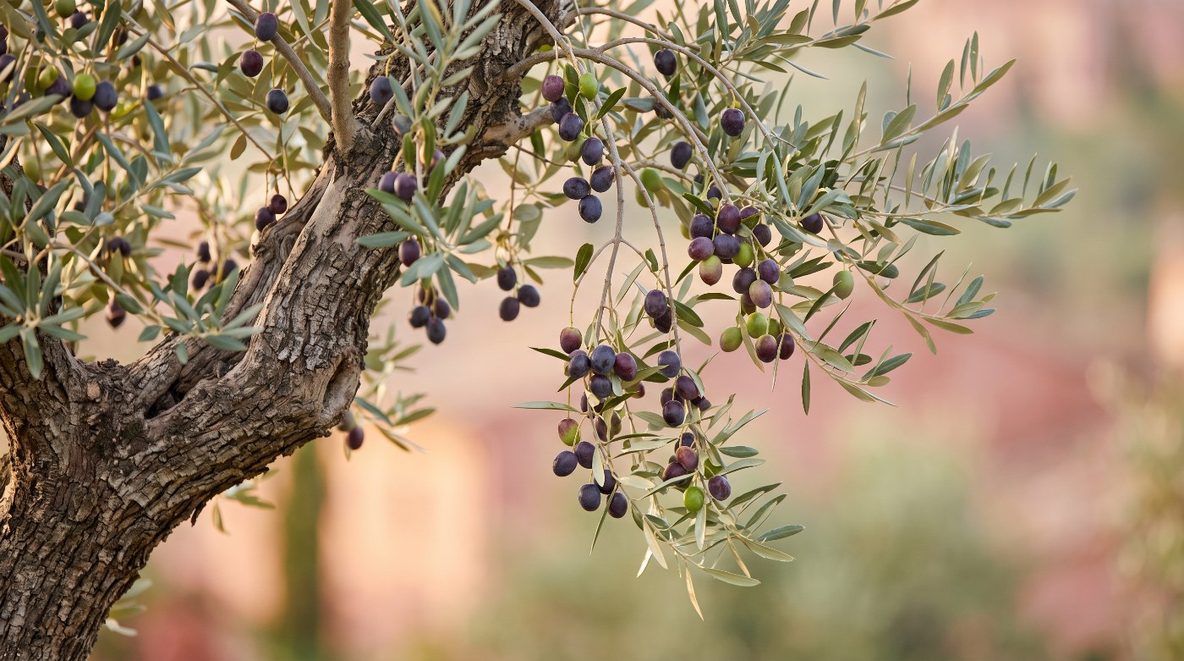 Olives ripening on the tree